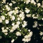 Symphoricarpos, sneeuwbes planten. Bodembedekkende heesters, Ophalen of Verzenden, Overige soorten, Struik, Minder dan 100 cm