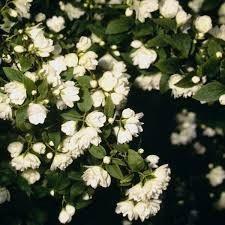 Symphoricarpos, sneeuwbes planten. Bodembedekkende heesters, Tuin en Terras, Planten | Struiken en Hagen, Struik, Overige soorten