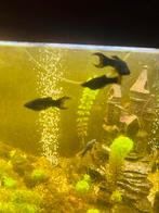 4 Zwart molly vis, Dieren en Toebehoren, Vissen | Aquariumvissen, Vis