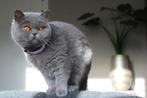 Britse korthaar, Dieren en Toebehoren, Katten en Kittens | Raskatten | Korthaar, Poes