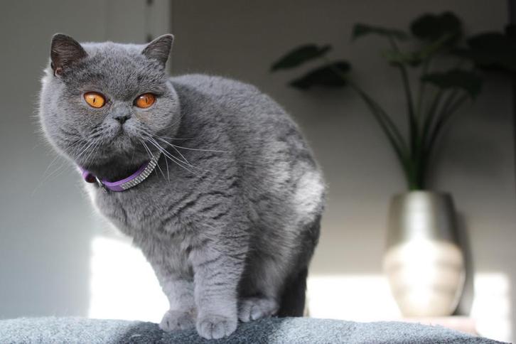 Britse korthaar, Dieren en Toebehoren, Katten en Kittens | Raskatten | Korthaar, Poes