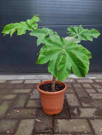 Tetrapanax Papyrifera - Chinese Rijstpapierplant H: 64 cm. beschikbaar voor biedingen