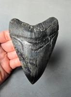 Gave megalodon tand USA - SC beaufort, Verzamelen, Ophalen of Verzenden, Fossiel