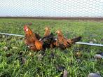 Java kriel kuikens hennetjes gesekst, ingeënt, veel kleur, Dieren en Toebehoren, Pluimvee, Vrouwelijk, Kip