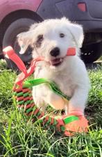 Jack Russell terriër pup met stamboom, Dieren en Toebehoren, Honden | Jack Russells en Terriërs, Jack Russell Terriër, Reu, 8 tot 15 weken