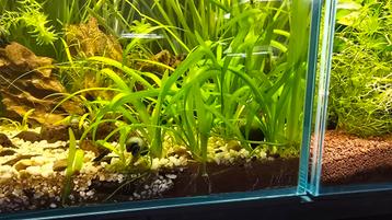 Sagittaria Subulata Teres - Klein Pijlkruid beschikbaar voor biedingen