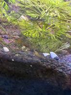 Neocaridina davidi golden back yellow/ gele garnaal, Kreeft, Krab of Garnaal, Zoetwatervis