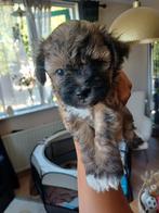 Puppy's kruising Mini doodle x Maltipoo, Dieren en Toebehoren, Honden | Chihuahua's en Gezelschapshonden, Overige rassen, 8 tot 15 weken