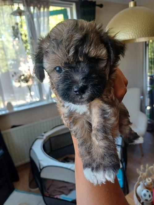 Puppy's kruising Mini doodle x Maltipoo, Dieren en Toebehoren, Honden | Chihuahua's en Gezelschapshonden, Teef, Overige rassen