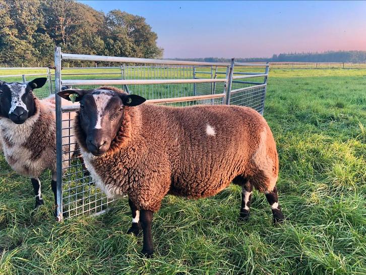 Zeer mooie grote dekram dek ram bont bonte ramlam, Dieren en Toebehoren, Schapen, Geiten en Varkens, Schaap, Mannelijk, 0 tot 2 jaar