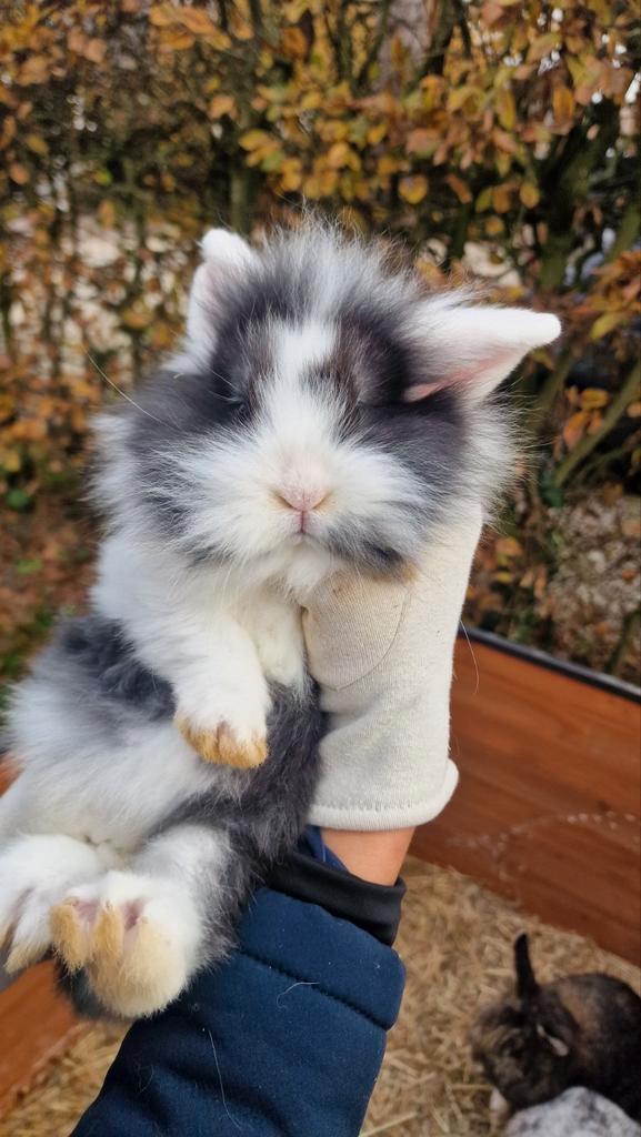 Ter overname 6konijnentjes van 8weken. 2volwassen voedsters, Dieren en Toebehoren, Konijnen, Middelgroot, Meerdere dieren, 0 tot 2 jaar