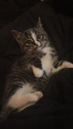 LAATSTE 2 x brits korthaar kitten kunnen al mee, Dieren en Toebehoren, Katten en Kittens | Overige Katten