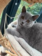 Raszuiver Britse Korthaar Kittens / Laatste kitten!, Dieren en Toebehoren, Katten en Kittens | Raskatten | Korthaar, Meerdere dieren