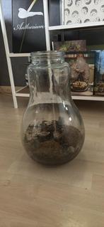Gratis planten terrarium, Ophalen, Gebruikt