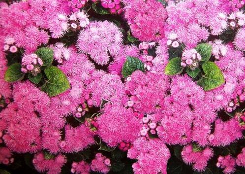 84/ zaden roze Donsbloem Mexicaantje - Ageratum houstonia, Tuin en Terras, Bloembollen en Zaden, Zaad, Voorjaar, Volle zon, Ophalen of Verzenden