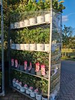 Hydrangea Vanille Fraise, mooi verkleurende pluim hortensia, Tuin en Terras, Planten | Tuinplanten, Overige soorten, Vaste plant