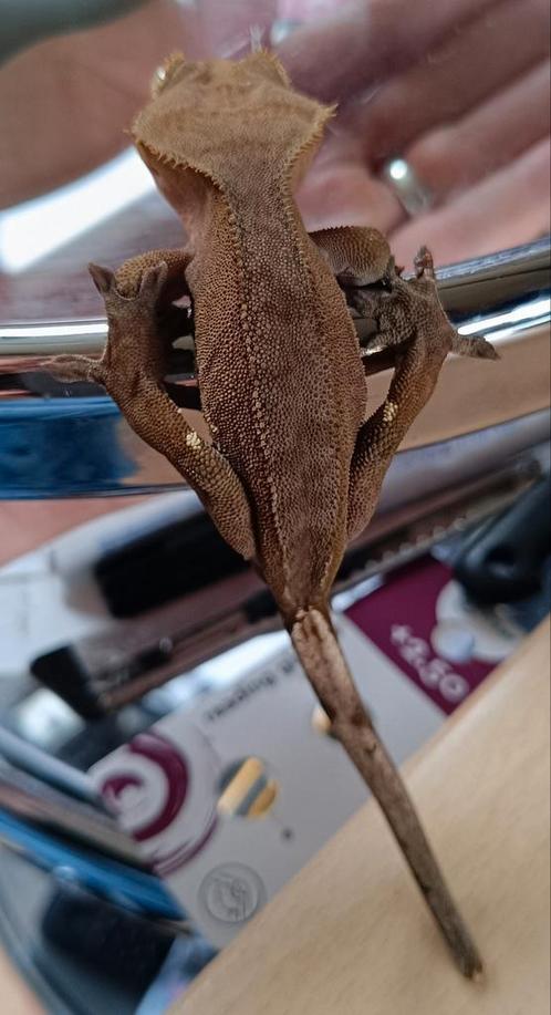 Wimpergekko man Phantom 2023, Dieren en Toebehoren, Reptielen en Amfibieën, Hagedis