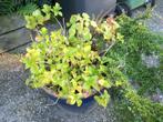 3 Tuinplanten - Hortensia - Dwergmispel - Fruitstruik p.stuk, Tuin en Terras, Planten | Tuinplanten, Vaste plant, Halfschaduw