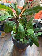 Madagascar Jewel zaadjes., Huis en Inrichting, Kamerplanten, Ophalen of Verzenden, Overige soorten, Minder dan 100 cm