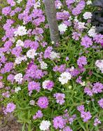 Iberis mix, Ophalen of Verzenden, Zaad