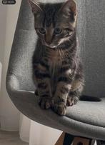 Kitten bijna 4  masnden oud, houdt vsn knuffelen, Ophalen, Katten