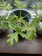 citroen geranium stek, Huis en Inrichting, Kamerplanten, Overige soorten, Minder dan 100 cm, Groene kamerplant, Halfschaduw