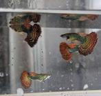 Guppen Red Dragon Dumbo Ear mannen/vrouwen, Dieren en Toebehoren, Vis, Zoetwatervis
