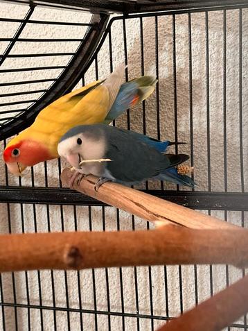 Dwergpapegaien -met kooi (agapornis roseicollis) beschikbaar voor biedingen