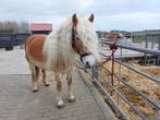 Lieve veelzijdige Haflinger merrie, Dieren en Toebehoren, Paarden, Merrie, Minder dan 160 cm, L, 7 tot 10 jaar