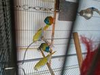 Te koop tur1uoisine parkiet, Dieren en Toebehoren, Vogels | Parkieten en Papegaaien, Mannelijk, Parkiet