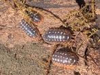 Armadillidium werneri, Overige soorten