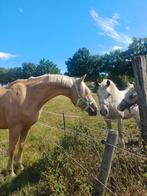 Drachtige palomino merrie vader Mc Jonnas, Dieren en Toebehoren, Paarden, Merrie, Recreatiepaard