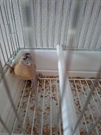 Gouldamadines, Dieren en Toebehoren, Meerdere dieren