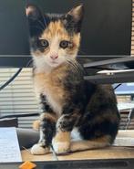 Twee schattige lapjeskatten (kittens) zoeken goed thuis, Dieren en Toebehoren, Poes, Ontwormd, 0 tot 2 jaar
