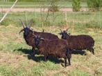 4 hoornige Hebridean rammen, Mannelijk, Schaap, 0 tot 2 jaar