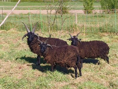 4 hoornige Hebridean rammen, Dieren en Toebehoren, Schapen, Geiten en Varkens, Schaap, Mannelijk, 0 tot 2 jaar