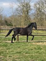 Prachtige friese hengst van Maurus 441 x stendert, Gechipt, Dressuurpaard, 0 tot 2 jaar, Hengst