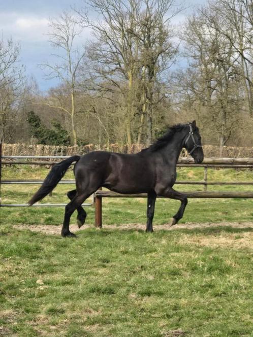 Prachtige friese hengst van Maurus 441 x stendert, Dieren en Toebehoren, Paarden, Hengst, Onbeleerd, 160 tot 165 cm, 0 tot 2 jaar