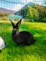 Lotaringer konijn, Dieren en Toebehoren, Konijnen, Mannelijk