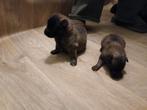 Groenendaeler enTervurense pups nog 2 Tervurense teefjes., Dieren en Toebehoren, 8 tot 15 weken, Parvo, Meerdere, Meerdere dieren