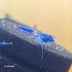Neocaridina-garnalen in diverse kleuren 20–50% korting, Dieren en Toebehoren, Vissen | Aquariumvissen, Kreeft, Krab of Garnaal