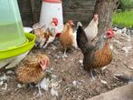 Hollandse krielen te koop 7 hennen en 1 haan, Dieren en Toebehoren, Pluimvee, Meerdere dieren, Kip