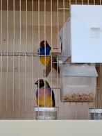 Jonge gouldamadine van 25, Dieren en Toebehoren, Vogels | Overige Vogels, Meerdere dieren, Tropenvogel