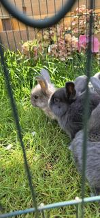 Hangoor dwergkonijnjes Nest van 7, Dieren en Toebehoren, Pluimvee, Geslacht onbekend, Overige soorten