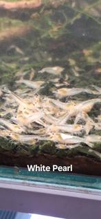 White Pearl Neocaridina Garnalen, Dieren en Toebehoren, Vissen | Aquariumvissen, Kreeft, Krab of Garnaal, Zoetwatervis, Schoolvis