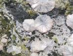 Artiniet - Lobminggraben Quarry, Leoben distr., Oostenrijk, Ophalen of Verzenden, Mineraal
