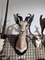 opgezet springbok shoulder borst preparaat hert, Ophalen of Verzenden, Zo goed als nieuw, Wild dier, Opgezet dier