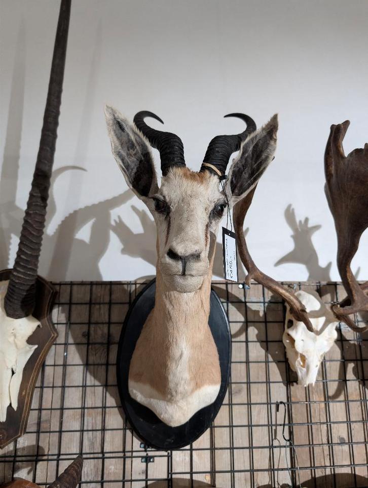 opgezet springbok shoulder borst preparaat hert, Verzamelen, Dierenverzamelingen, Zo goed als nieuw, Opgezet dier, Wild dier, Ophalen of Verzenden