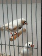 Zebravinken, Dieren en Toebehoren, Vogels | Overige Vogels