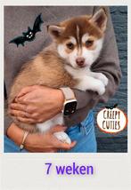 Pomsky pups zoeken goude mandje, 8 tot 15 weken, Meerdere, Meerdere dieren, Middel